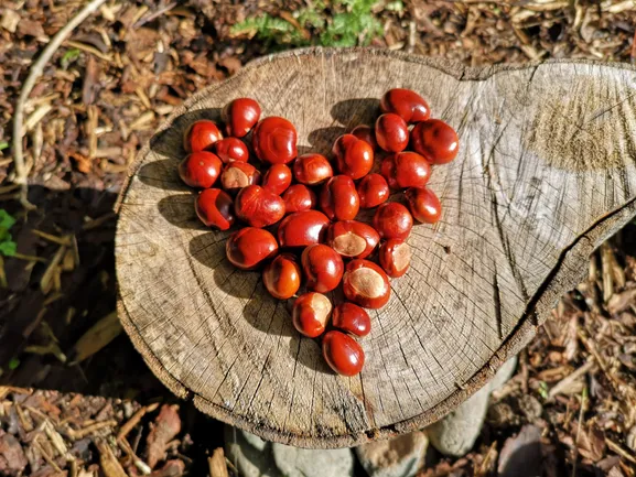 Conkers in the shape of a love heart